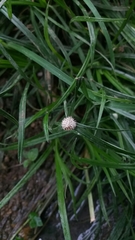 Cyperus sesquiflorus sesquiflorus