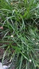 Cyperus sesquiflorus sesquiflorus