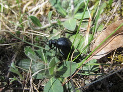 Meloe brevicollis