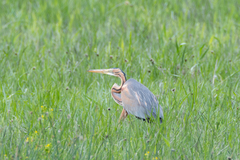 Ardea purpurea