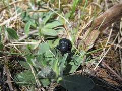 Meloe brevicollis