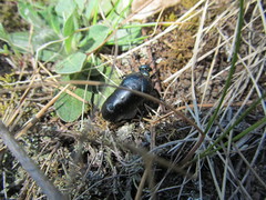 Meloe brevicollis
