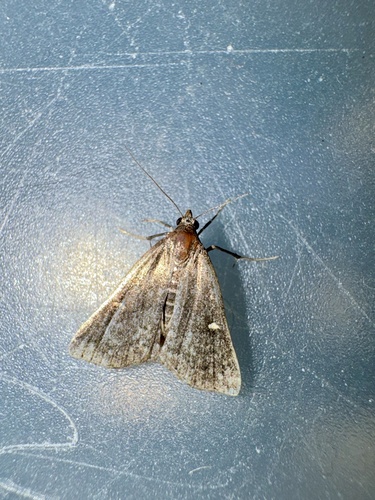 Smoky Tetanolita Moth photo 6