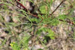 Peucedanum ruthenicum