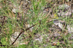 Peucedanum ruthenicum