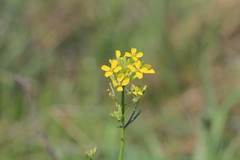 Erysimum canescens