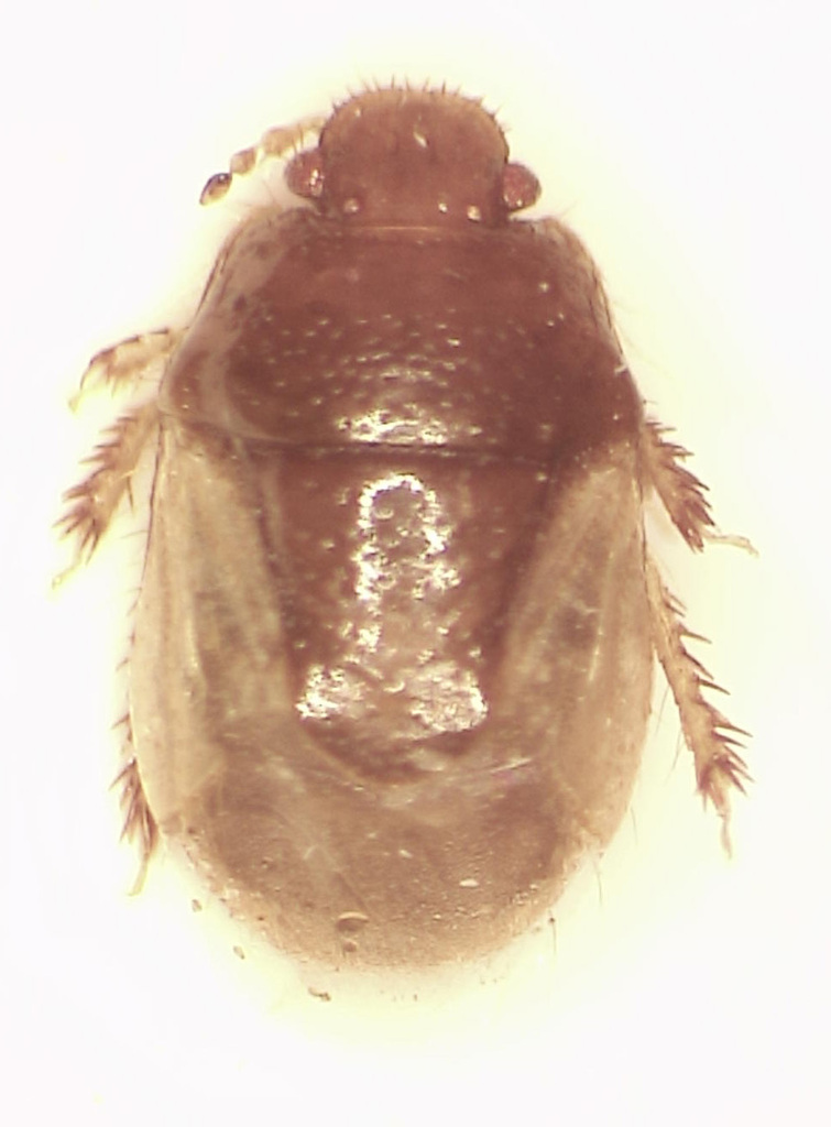 Nishocoris