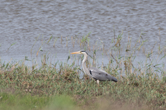 Ardea cinerea
