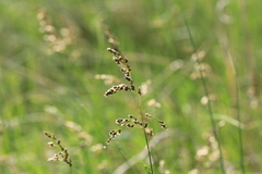 Anthoxanthum repens