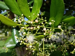 Pimenta racemosa
