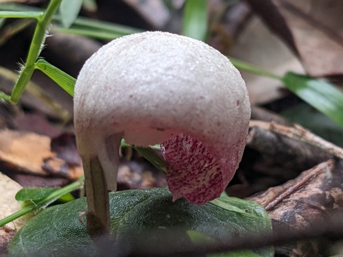 Image of Fairy Lanterns (Corybas barbarae) by no rights reserved