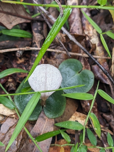 Image of Fairy Lanterns (Corybas barbarae) by no rights reserved