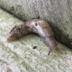 Deroceras reticulatum