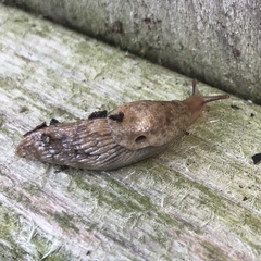 Deroceras reticulatum