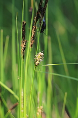 Carex melanostachya