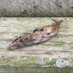 Deroceras reticulatum