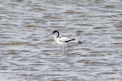 Recurvirostra avosetta