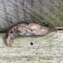 Deroceras reticulatum