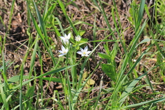Ornithogalum