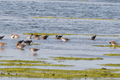 Calidris pugnax