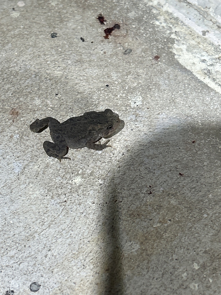 North American Toads from University of Oklahoma Biological Station ...