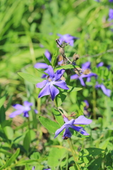Vinca herbacea