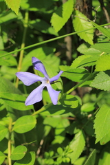 Vinca herbacea