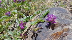 Astragalus iodanthus