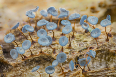 Physarum pezizoideum