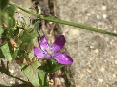 Triodanis biflora
