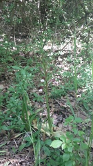 Himantoglossum comperianum