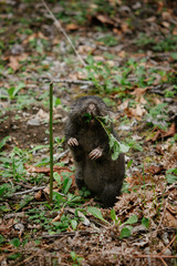 Sewellel photo 1