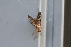 Rhagio atlanticus