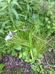 Carex rosea