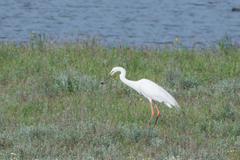 Ardea alba alba