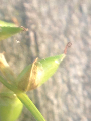 Carex rosea