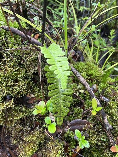 Polypodium pellucidum observed 2024-05-29