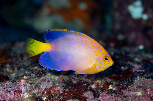 Japanese Angelfish
