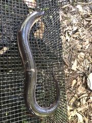 Amphiuma tridactylum