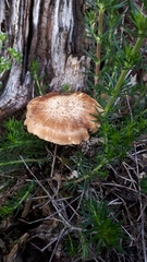 Lentinus substrictus