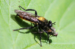 Laphria sericea