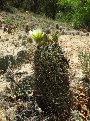 Sclerocactus parviflorus