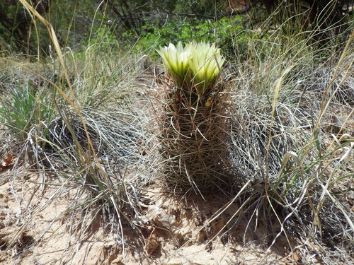 Sclerocactus parviflorus