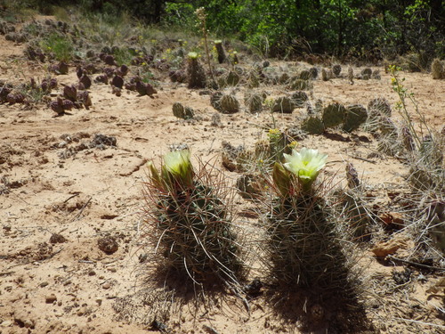 Sclerocactus parviflorus