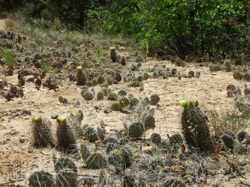 Sclerocactus parviflorus