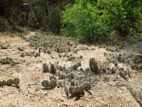 Sclerocactus parviflorus