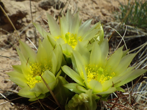Sclerocactus parviflorus