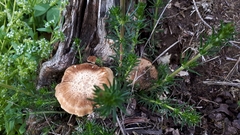 Lentinus substrictus