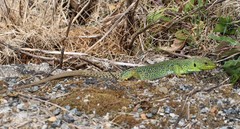 Timon lepidus ibericus