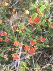 Ceanothus jepsonii